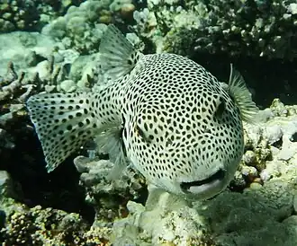 Riesenkugelfisch (Arothron stellatus)