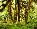 Die großblättrigen Ahornbäume im Hoh Rainforest