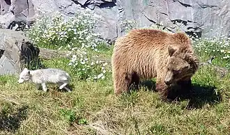 Bär und Polarfuchs im ZOOM