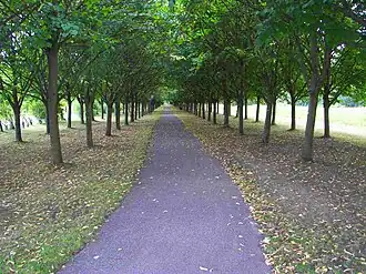 Baille-Maille-Lindenallee bei Himmelkron