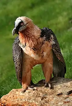 Lämmergeier