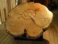 Baumscheibe im BC Forest Museum