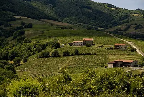 Weinberge im Beaujolais