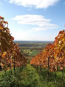 Weinstöcke im Herbst an der Bergstraße