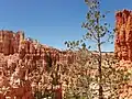 Am Rainbow Point auf dem Under-the-rim-trail