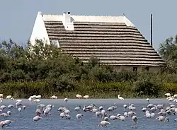 Gardian - Haus und Flamingos