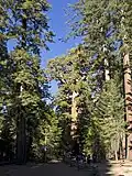 Die Mariposa Grove