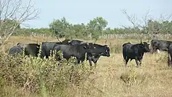 Camargue-Stiere