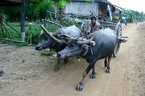 Provinz Stung Treng