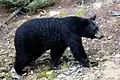 Dem Schwarzbären kommt man am besten nicht zu nah