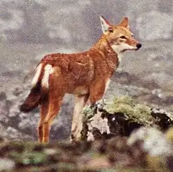 Äthiopischer Wolf