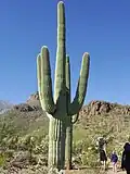 Die Höhe des Saguaros im Vergleich zu Menschen / Westteil