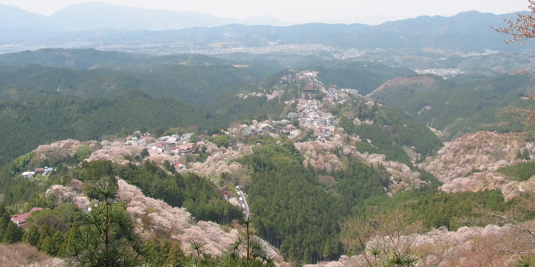 Kirschblütensaison (im April) am Yoshino-yama.