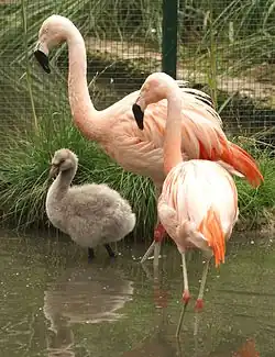 Flamingos im Tiergarten Bernburg