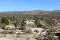 Blick vom Cima Dome auf die Joshua Trees