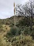 Auf einer Höhe von 1245 m wachsende Sukkulenten am Tanque Verde Ridge Trail / Ostteil