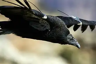 Kondor