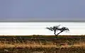 Die Etosha-Pfanne mit einer einsamen Akazie