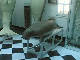 Präparat eines Dugong dugon im meeresbiologischen Museum