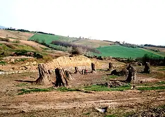 Fossiler Wald von Dunarobba