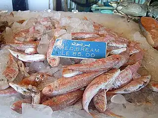 Rote Meerbarbe
