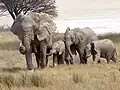 Elefanten vor der Etosha-Pfanne