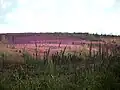 Die boreale Fauna mit Weidenröschen (englisch: fireweeds) am Highway