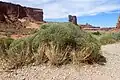 Wollknöterich (Eriogonum corymbosum), im Hintergrund die Courthouse Towers