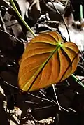 einsames Blatt
