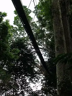Canopy Walk