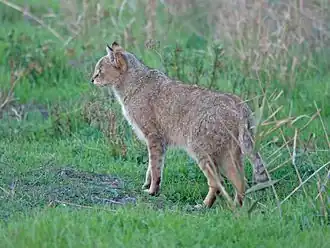 Rohrkatze