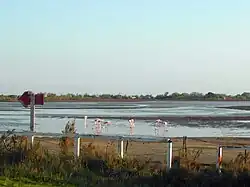 Flamingos