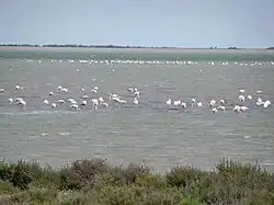 Flamingos am Etang de Vaccarès