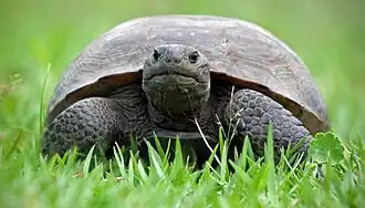 Bowditch Point Park ist berühmt für seine Schildkröten