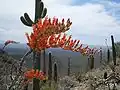 Die Fouquieria splendens am Hugh Norris Trail / Westteil