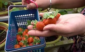 Erdbeeren aus der Erdbeerfarm