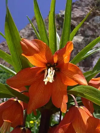 Fritillaria eduardii, die Blume die auch in der Flagge gezeigt wird.