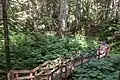 Der Giant Cedars Boardwalk trail