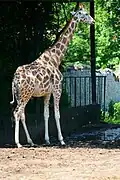 Giraffe