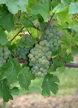 Goldriesling Trauben
