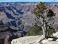 Der Grand Canyon / Colorado
