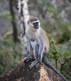 Äthiopische Grünmeerkatze