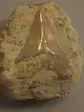 Zahn eines Megalodon