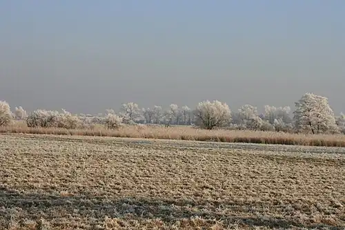 Havelländisches Luch bei Senzke im Winter