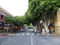 Feigenbäume (Ficus microcarpa) in Downtown SLO