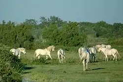 Camargue - Pferde