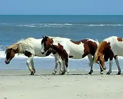 Wildpferde im Assateague State Park