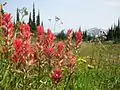 Der indianische Malerpinsel (englisch: Indian paintbrush, Castilleja linariifolia) am Rand des Meadows in the Sky Parkway