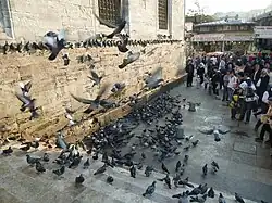 Tauben an der Yeni Camii