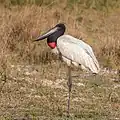 Jabirú-Storch (Jabiru mycteria)